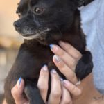 Chihuahua Janine, 05/2016, ca. 24 cm