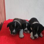 Podenco Mischling Jasmin, 01/2025, Endgröße ca. 45- 55 cm