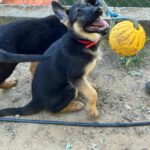 Schäferhund Jenna, 02/2025, Endgröße ca. 60 cm
