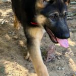Schäferhund Jenna, 02/2025, Endgröße ca. 60 cm