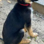 Schäferhund Jenna, 02/2025, Endgröße ca. 60 cm
