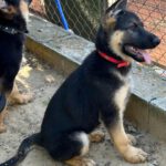 Schäferhund Jenna, 02/2025, Endgröße ca. 60 cm