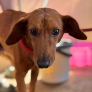 Podenco Mischling Jimmy, 01/2021, ca. 40 cm