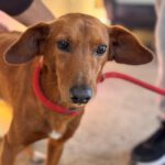 Podenco Mischling Jimmy, 01/2021, ca. 40 cm