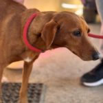 Podenco Mischling Jimmy, 01/2021, ca. 40 cm
