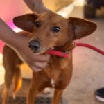 Podenco Mischling Jimmy, 01/2021, ca. 40 cm
