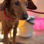 Podenco Mischling Jimmy, 01/2021, ca. 40 cm