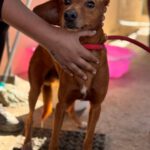 Podenco Mischling Jimmy, 01/2021, ca. 40 cm