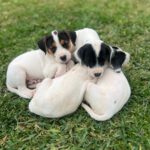 Podenco Mischling Joy, 03/2025, Endgröße ca. 45 cm