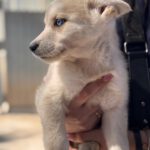 Husky Mischling Julietta, 02/2025, Endgröße ca. 50- 60 cm