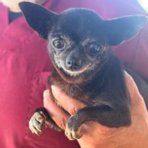 Chihuahua Katja, 05/2016, ca. 20 cm
