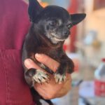 Chihuahua Katja, 05/2016, ca. 20 cm