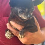 Chihuahua Katja, 05/2016, ca. 20 cm