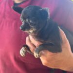 Chihuahua Katja, 05/2016, ca. 20 cm