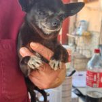 Chihuahua Katja, 05/2016, ca. 20 cm