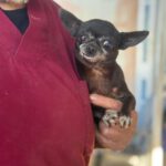 Chihuahua Katja, 05/2016, ca. 20 cm