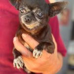 Chihuahua Katja, 05/2016, ca. 20 cm