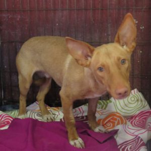 Podenco Kiko, 04/2022, ca. 40 cm