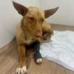 Podenco Kiko, 04/2022, ca. 40 cm