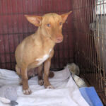 Podenco Kiko, 04/2022, ca. 40 cm