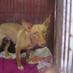 Podenco Kiko, 04/2022, ca. 40 cm