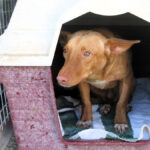 Podenco Kiko, 04/2022, ca. 40 cm