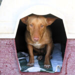 Podenco Kiko, 04/2022, ca. 40 cm