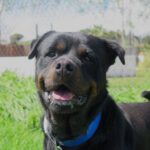 Rottweiler Kimbo, 07/2022, ca. 65 cm