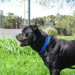 Rottweiler Kimbo, 07/2022, ca. 65 cm