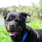 Rottweiler Kimbo, 07/2022, ca. 65 cm