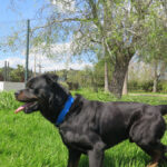 Rottweiler Kimbo, 07/2022, ca. 65 cm