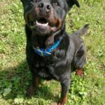 Rottweiler Kimbo, 07/2022, ca. 65 cm
