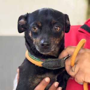 Chihuahua Kira, 12/2018, ca. 25 cm