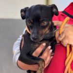 Chihuahua Kira, 12/2018, ca. 25 cm