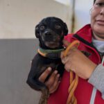 Chihuahua Kira, 12/2018, ca. 25 cm
