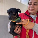 Chihuahua Kira, 12/2018, ca. 25 cm