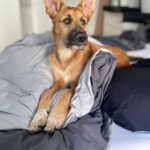 Podenco Mischling Klint, 11/2024, Endgröße ca.60-  65 cm,  18258 Schwaan