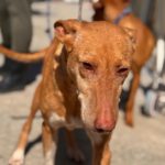 Podenco La Pintaita, 01/2014, ca. 45 cm