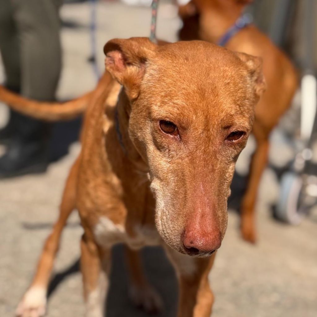 Podenco La Pintaita, 01/2014, ca. 45 cm