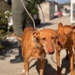 Podenco La Pintaita, 01/2014, ca. 45 cm