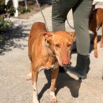 Podenco La Pintaita, 01/2014, ca. 45 cm