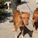 Podenco La Pintaita, 01/2014, ca. 45 cm