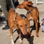 Podenco La Pintaita, 01/2014, ca. 45 cm