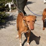 Podenco La Pintaita, 01/2014, ca. 45 cm