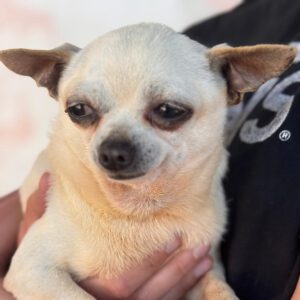 Chihuahua Laura, 05/2016, ca. 25 cm