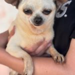 Chihuahua Laura, 05/2016, ca. 25 cm