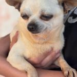 Chihuahua Laura, 05/2016, ca. 25 cm