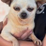 Chihuahua Laura, 05/2016, ca. 25 cm