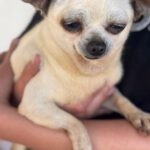 Chihuahua Laura, 05/2016, ca. 25 cm