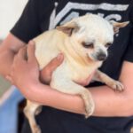 Chihuahua Laura, 05/2016, ca. 25 cm